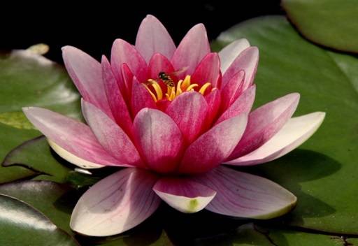 Water lily
